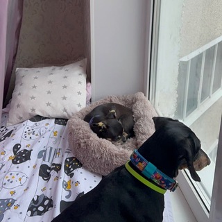 Telegram profile photo for Чихуахуа Чейз |Такса Буля.