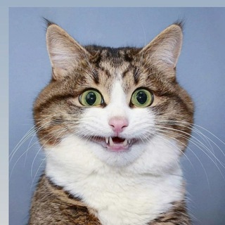 Telegram profile photo for Шутки_FM😻