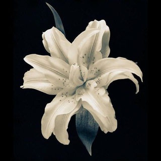 Telegram profile photo for يَافَا