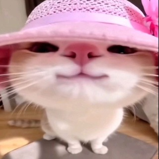 Telegram profile photo for подарки и нфт
