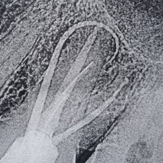 Telegram profile photo for Root canal