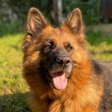 Telegram profile photo for Eveviunn и её друзья