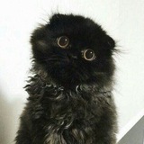 Telegram profile photo for Ебанат три калия.