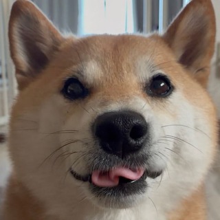 Telegram profile photo for Futa The Shiba Inu