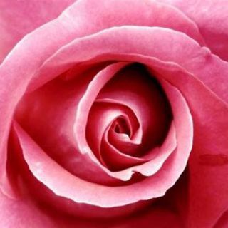 Telegram profile photo for TheRoseGarden
