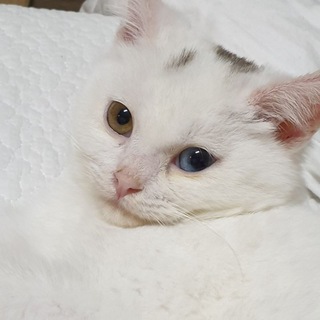 Telegram profile photo for MZ타뇽 긴축모드 ON