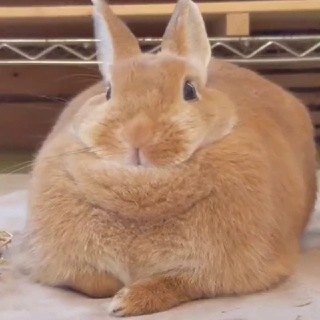 Telegram profile photo for Пухли кролик кф
