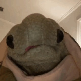 Telegram profile photo for $Tortuga