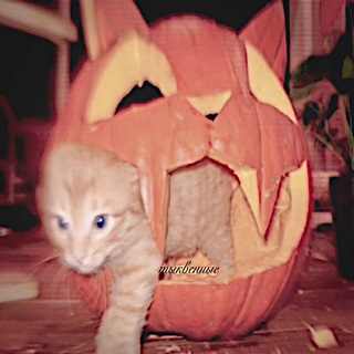 Telegram profile photo for 🎃ᴛыᴋʙᴇнныᴇ🎃