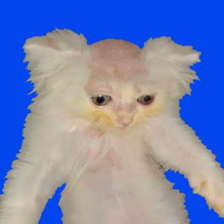 Telegram profile photo for Baldcat | Portal