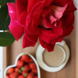 Telegram profile photo for أمــــل ¦🌹🍓