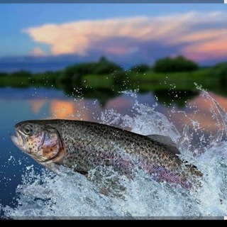 Telegram profile photo for Форель охлаждённая 🐟 Курск