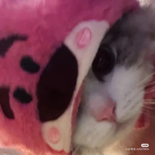 Telegram profile photo for zzvex_tdm