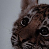 Telegram profile photo for Тигры🐯