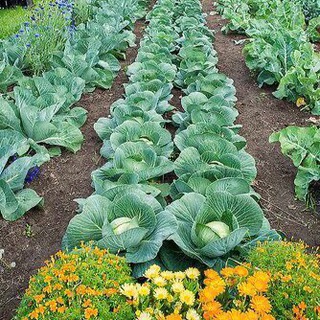 Telegram profile photo for Combat Gardening and Self Reliance