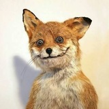 Telegram profile photo for Звезданутая рыжая морда