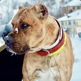 Telegram profile photo for Kennel IRON DOGS