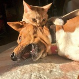 Telegram profile photo for Мильон сарказмов