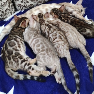 Telegram profile photo for Питомник Девонрексов и бенгальских кошек ProximaBcat