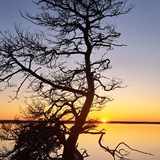 Telegram profile photo for Insel UseDOM (VG)