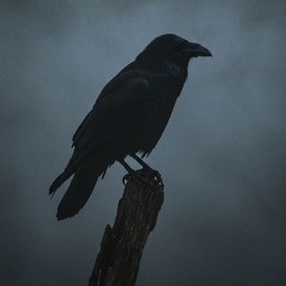 Telegram profile photo for here we go