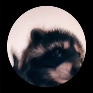 Telegram group profile photo for Pedro the Raccoon