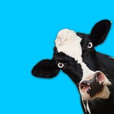 Telegram profile photo for MuuChain Calls
