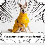 Telegram profile photo for Здравствуй Филя! Хроники пса Филимона в поисках дома.
