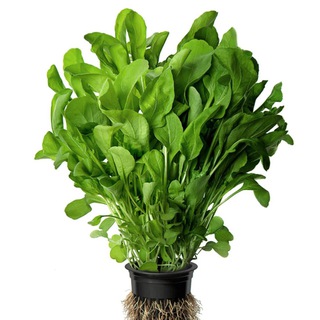 Telegram profile photo for Rucola Price