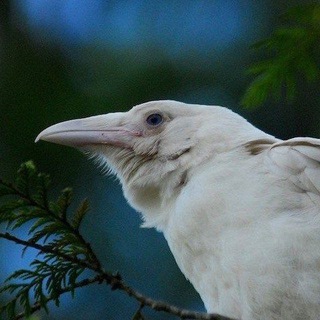 Telegram profile photo for The Raven Congress
