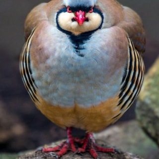 Telegram profile photo for Daily Chukar