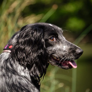 Telegram profile photo for лоты от спаниельки!