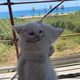 Telegram profile photo for Cooonfig