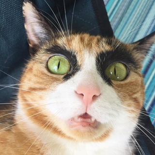 Telegram profile photo for 🐈 Смешные Котики | Юмор