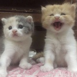 Telegram profile photo for Инфо нью эры