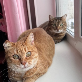 Telegram profile photo for Буся и Куся