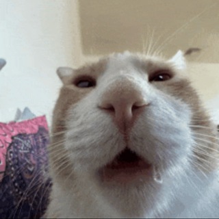 Telegram profile photo for Retarded