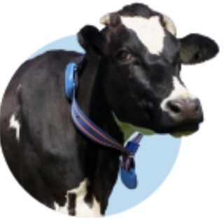Telegram profile photo for AfimilkRus