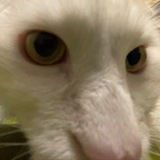 Telegram profile photo for Вестник ингерманландской эзотерики