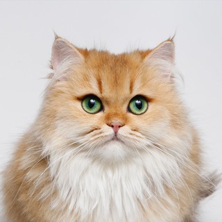 Telegram profile photo for پتریزو - خرید و فروش گربه اسکاتیش فولد، بریتیش و پرشین