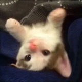 Telegram profile photo for архив werslay (наны) ࿐