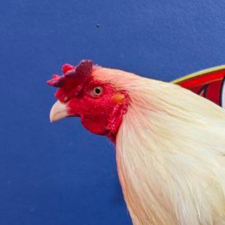 Telegram group profile photo for កំហឹងសត្វមាន់🦅🐔