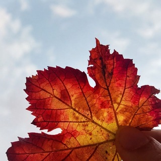 Telegram profile photo for المنظر الجميل