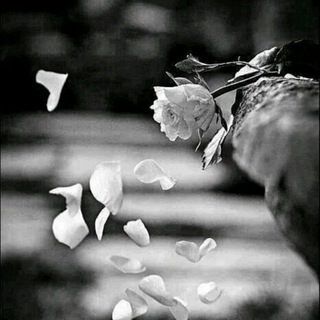 Telegram profile photo for أشعاار وكلِماات مبعثره