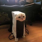 Telegram profile photo for catwifbag | Channel