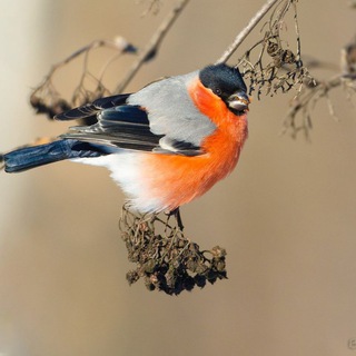 Telegram profile photo for Дневники наблюдений RU-BIRDS