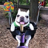 Telegram profile photo for Sunshine lollipops