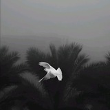 Telegram profile photo for ليطمٓئن قٓلبك"