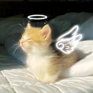 Telegram profile photo for Отзывы тгк NOezzSQ