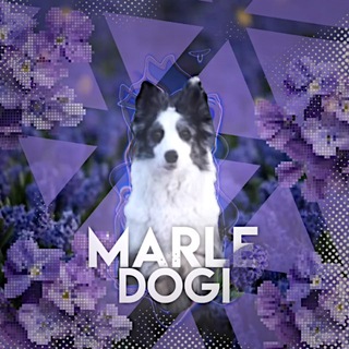 Telegram profile photo for ᴍᴀʀʟᴇ ᴅᴏɢɪ🪽
